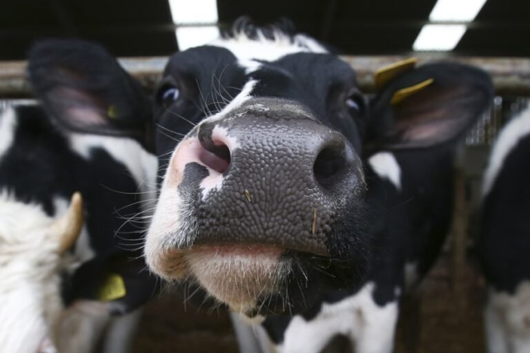 Bird flu virus found in milk of Kansas cattle