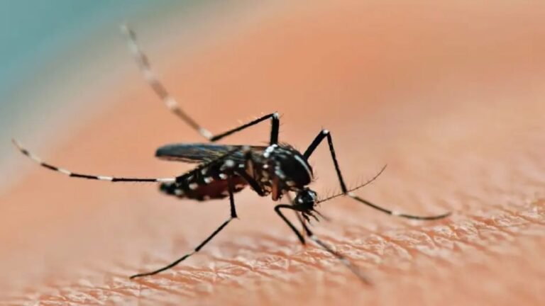 Puerto Rico declares health emergency over dengue